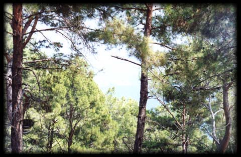 ANAMUR BURNU'na bak...